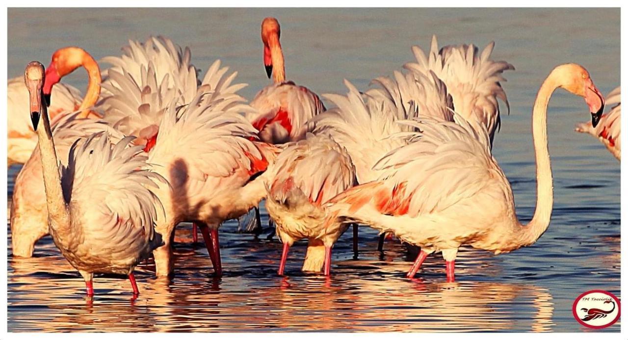 Camera Graziosa Albinia Ngoại thất bức ảnh